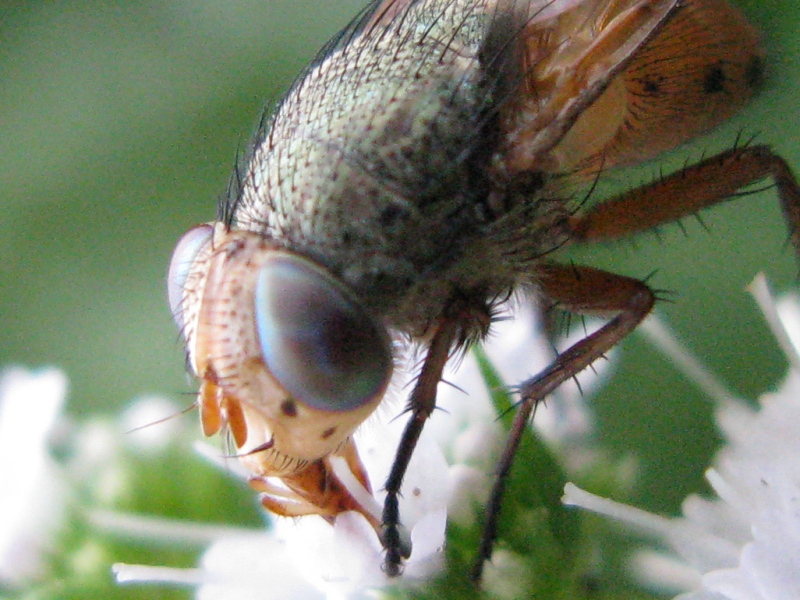 Rhyncomya sp  (Calliphoridae)